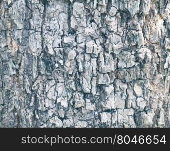 Close up old wood tree texture background pattern