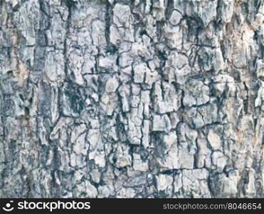 Close up old wood tree texture background pattern