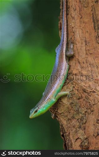 close up Olive Tree Skink in deep forest, Dasia olivacea