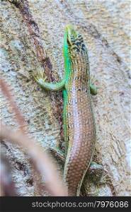 close up Olive Tree Skink in deep forest, Dasia olivacea