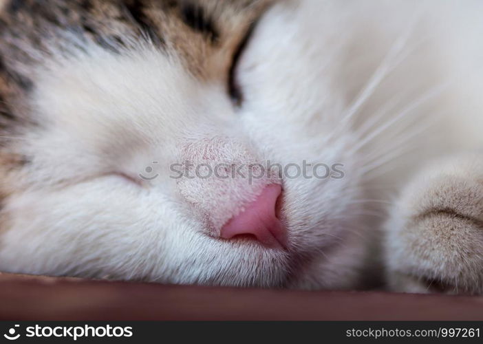 Close-up on a cat sleeping on a bench, in a shaded area