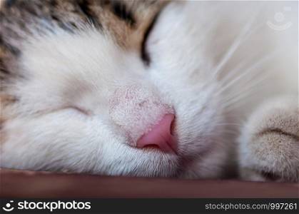 Close-up on a cat sleeping on a bench, in a shaded area