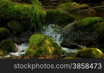Close up on a forest creek with mossy stones