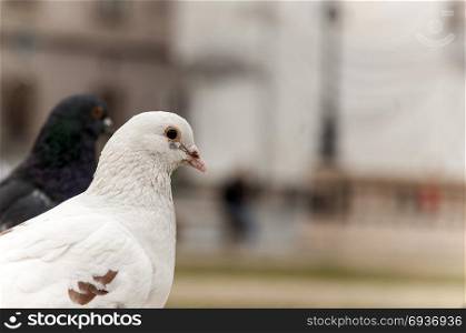 Close-up on a pigeon. City bird.