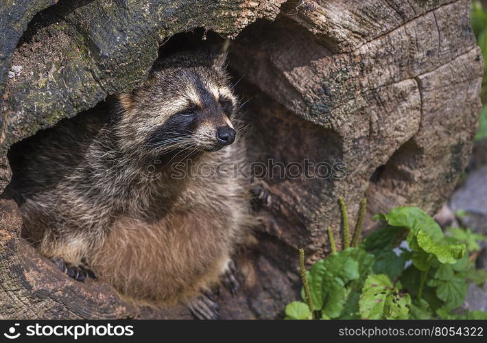Close up on a raccoon - Close up image with a raccoon (scientific called Procyon lotor), view from the side. Picture taken in the Pforzheim Wild Park, Germany.