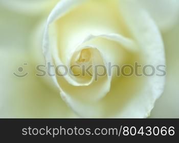Close up on a white rose, selective focus