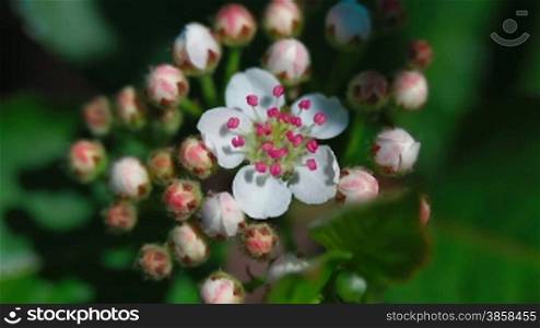Close up on aronia (chokeberries) blossom