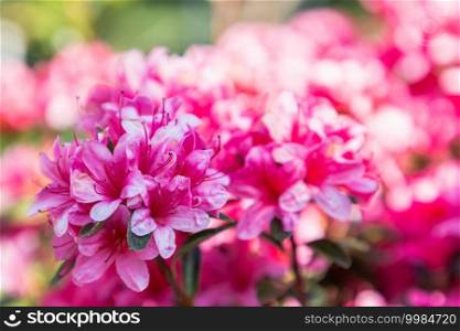 Close up on blooming pink rhododendron flower in spring day