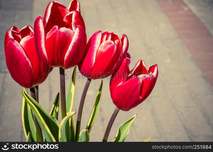 Close up on bouquet of red beautiful tulip flowers. Womens day gift concept.. Bouquet of red tulip flowers