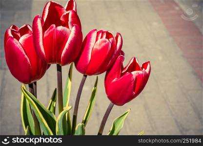 Close up on bouquet of red beautiful tulip flowers. Womens day gift concept.. Bouquet of red tulip flowers