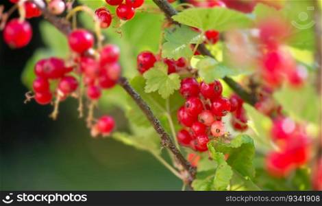 close up on branch of ripe red currant in a garden on green background. . close up on branch of ripe red currant in a garden on green background. in sunny  light 