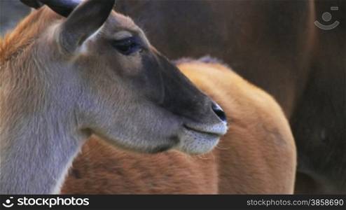Close up on Common Eland head (Taurotragus oryx, Southern Eland, Eland antelope)