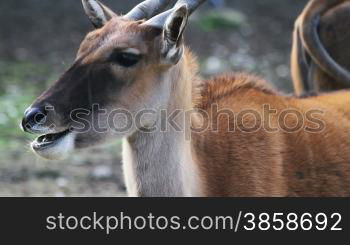 Close up on Common Eland head (Taurotragus oryx, Southern Eland, Eland antelope)