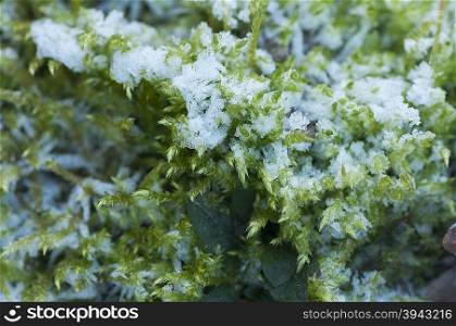 Close-up on crystals of frost on a green moss
