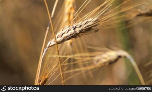 Close up on ears of ripe rye