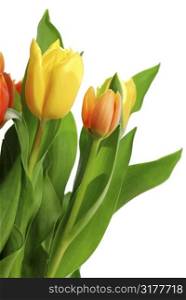 Close up on fresh backlit tulips on white background