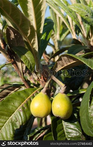 close up on gorgeous loquat fruits on a tree (not ready to pick)