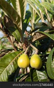 close up on gorgeous loquat fruits on a tree (not ready to pick)