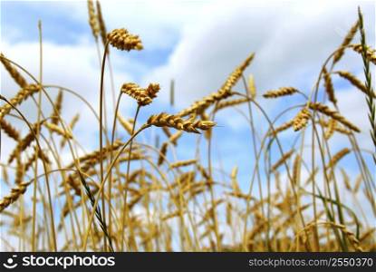 Close up on grain ready for harvest growing in a farm field