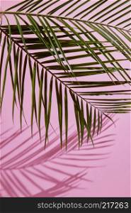 Close up on green palm leaves border on pink shy background, fresh exotic tree foliage,. Composition with leaves