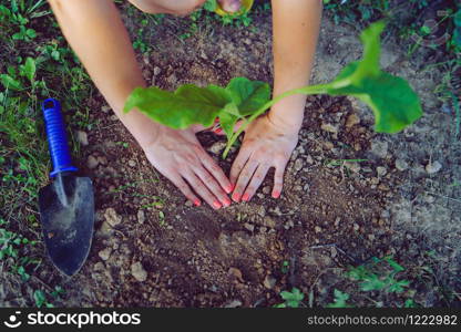 Close up on hands of young woman planting a tree in her garden backyard or in nature field high angle