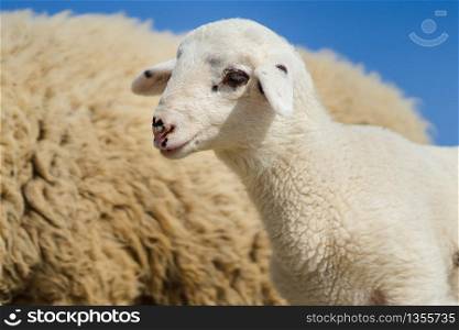 Close up on lamb standing by the sheep in sunny summer or spring day against a blue sky selective focus side view