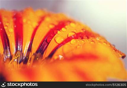 Close up on orange flower with water drops