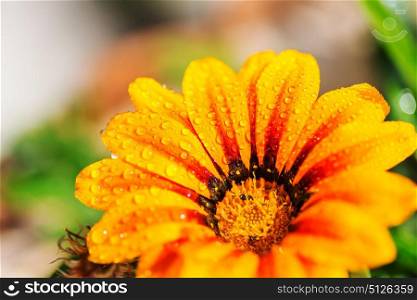 Close up on orange flower with water drops