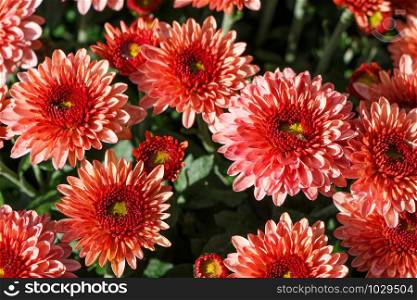 Close-up on red chrysanthemum plant on a tombstone for all saints day