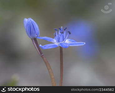 Close up on scilla or squill blue flower and bulb and nice bokeh. Scilla or squill blue flower and bulb