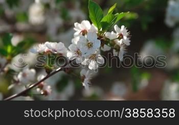 Close up on sour cherry blossoms