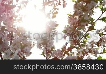 Close up on sour cherry blossoms, backlight