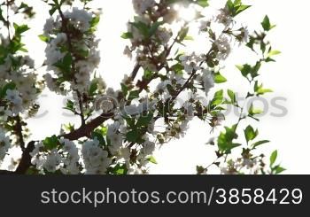 Close up on sour cherry blossoms, backlight, rack focus