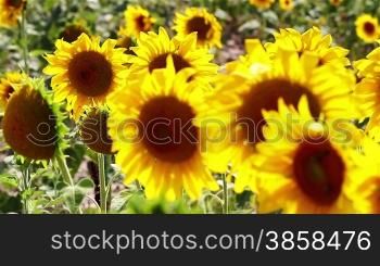 Close up on sunflower stems