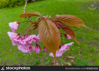 Close-up on the pink blossoms and leaves of a prunus serrulata kwanzan cherry tree branch in Jesmond Dene park in Newcastle, UK shot on an April spring afternoon