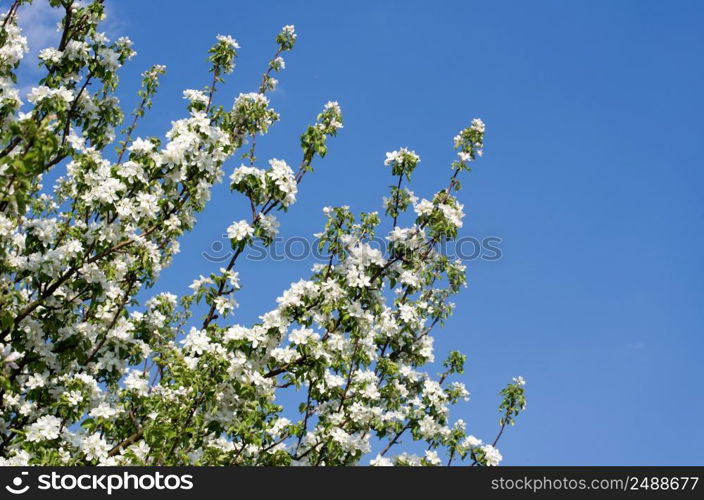 close up on twig of blooming white flowers