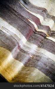 Close up on unusual bark colours