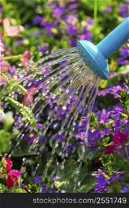 Close up on water pouring from watering can onto blooming flower bed