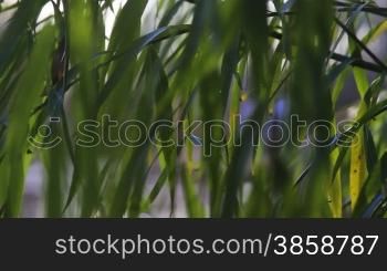 Close up on weeping willow branches swaying in the wind