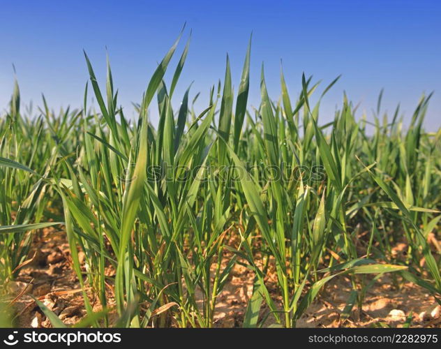 close up on young leaf of wheat growing in a field under blue sky