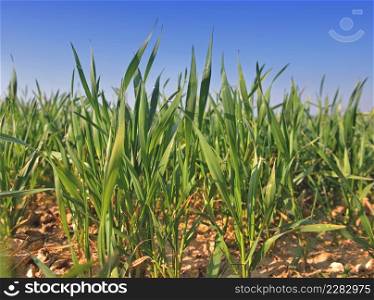 close up on young leaf of wheat growing in a field under blue sky