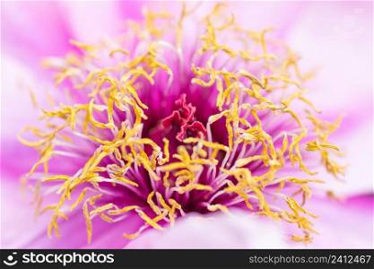 Close up or macro of beautiful pink peony flower. Close up or macro of beautiful pink peony flower.