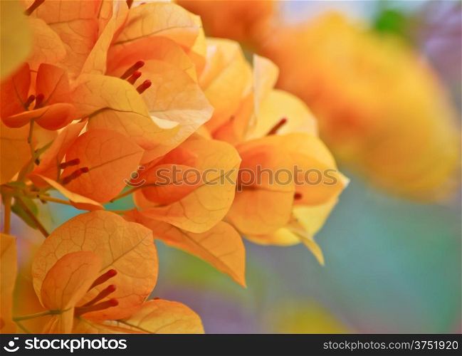 close-up orange bougainvillea flower