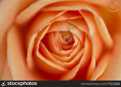 close up orange rose flower for valentine and anniversary day. a intricate geometric pattern.