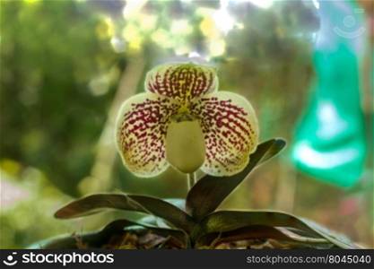 "Close up Orchid name &rsquo;s "Paphiopedilum godefroyae""