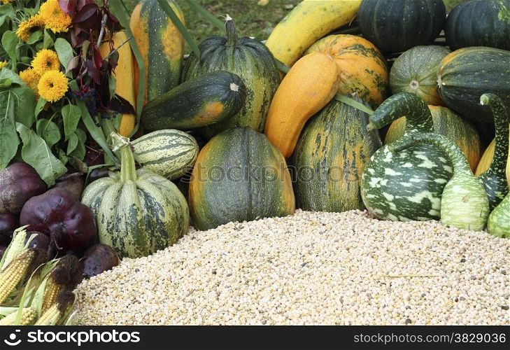 close up organic varieties of pumpkins and squashes