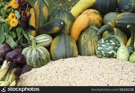 close up organic varieties of pumpkins and squashes