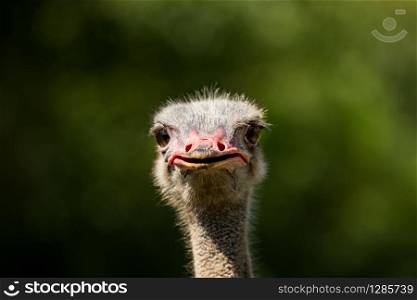 close up ostrich head against green blur background