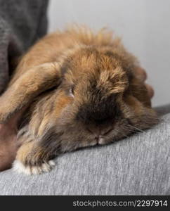 close up owner holding bunny legs