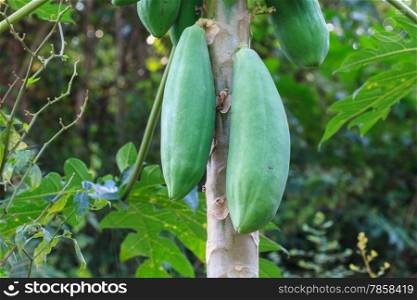 close up papaya fruit on the tree